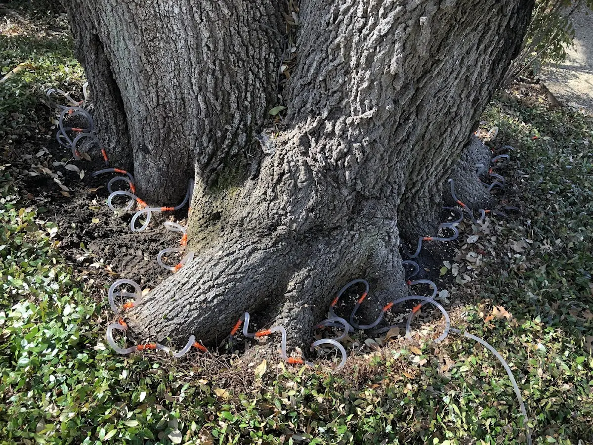 Detailed Tree Cabling and Bracing job site in Little Sioux