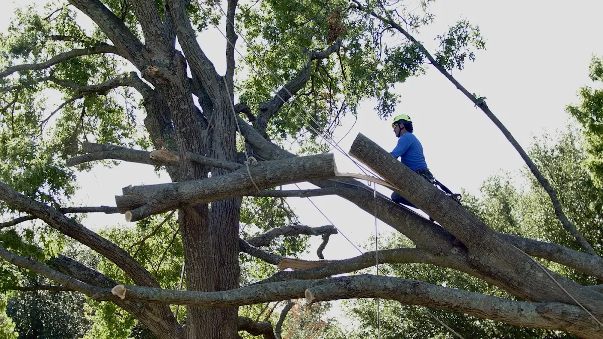 Professional Crown Thinning performed by certified arborists in Little Sioux